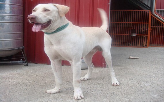 （示意圖源：互聯網）