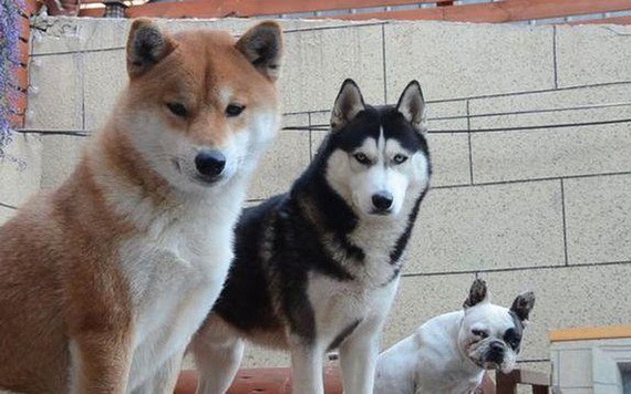 （示意圖源：互聯網）