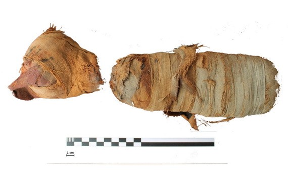 微電腦斷層掃描技術協助下，研究團隊認為這隻貓咪應該是被勒死，脖子也遭折斷。