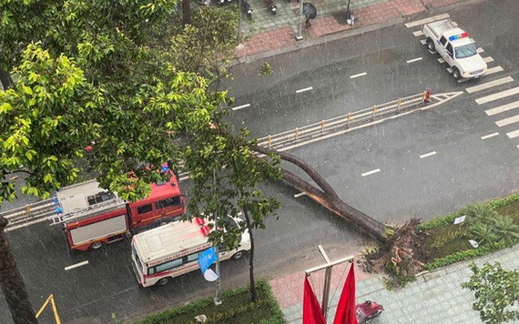 大樹連根拔起倒在路上。（圖源：黃劉德全）