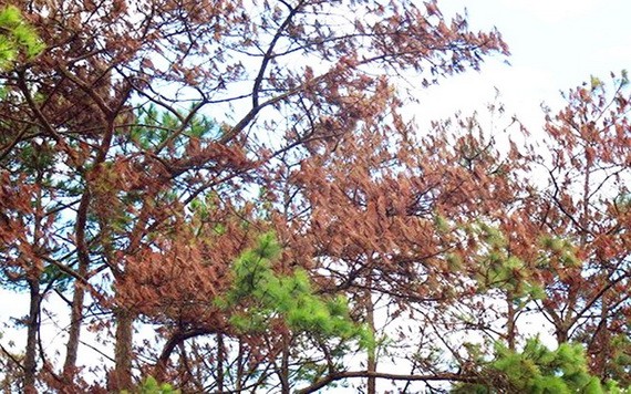 遭下毒而漸漸枯死的松樹。（圖源：金英）