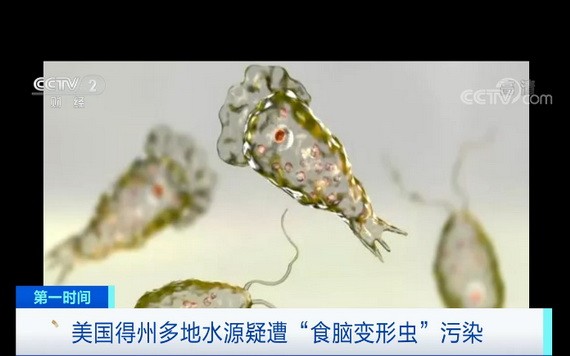 這種單細胞生物經鼻腔進入人腦後可引發原發性阿米巴腦膜腦炎。（圖源：CCTV視頻截圖）