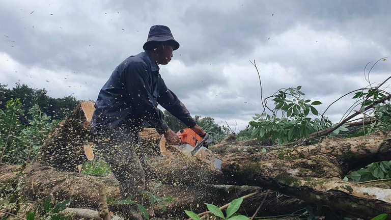 工人砍伐橡膠樹以將場地移交給施工隆城機場項目第一階段的單位。