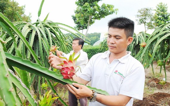 在古芝縣種植紅肉火龍果。