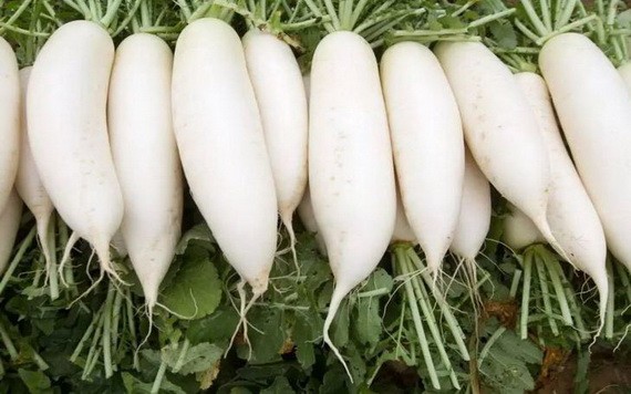 白蘿蔔。（圖源：互聯網）