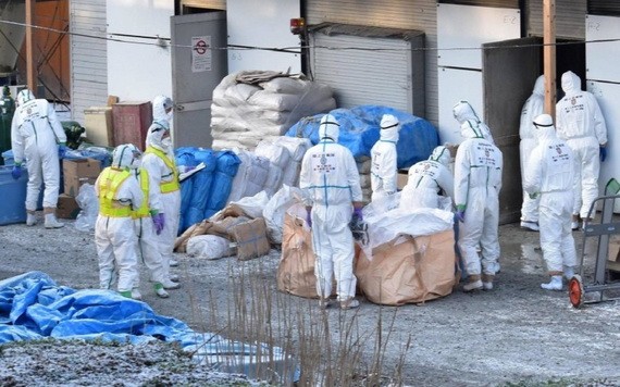 日本香川縣出現禽流感，將撲殺約 33 萬隻雞。（圖源：互聯網）