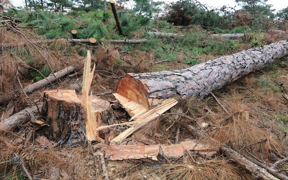 遭下毒漸枯死的松樹被鋸伐。（圖源：段堅）