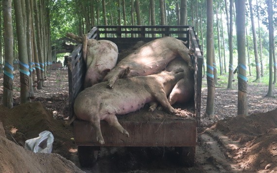 職能力量將感染非洲豬瘟死亡的豬隻進行銷毀。（圖源：黃甲）