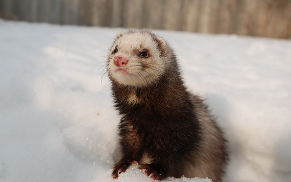 11月13日，希臘農業部發表聲明稱，在希臘北部兩個養殖場的水貂中檢測出新冠病毒，但尚未發現毒株變異。（圖源：互聯網）