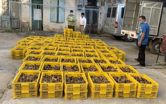 職能力量截查並扣留無單據的雛雞。（圖源：市場管理總局） 