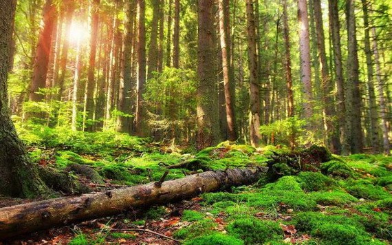 （示意圖源：互聯網） 