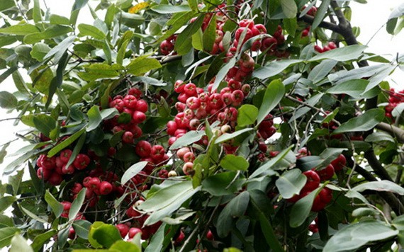 （示意圖源：互聯網） 