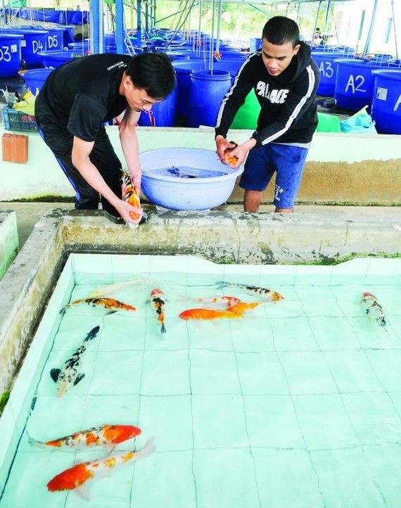 第十二郡盛春坊周宋養魚場飼養與出口錦鯉。