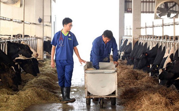 奶牛養殖場一瞥。（圖源：G. Nam）