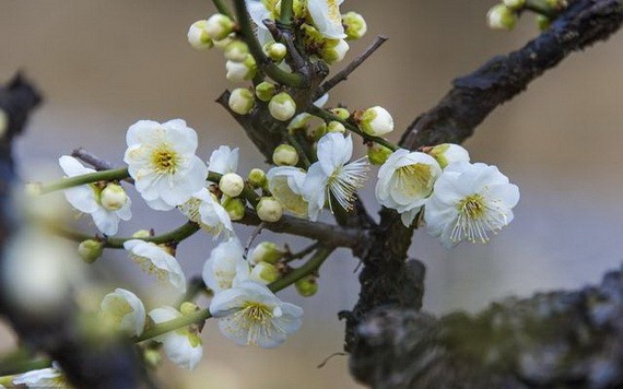 （示意圖源：互聯網） 