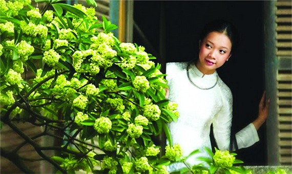 河內，糖膠花時節