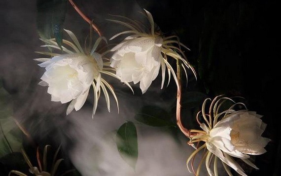 （示意圖源：互聯網） 