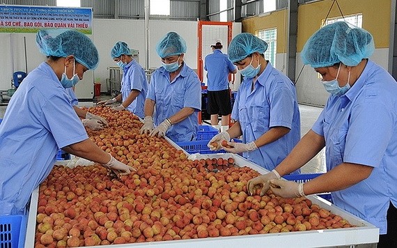 圖為荔枝粗加工工段。