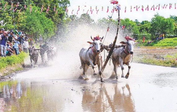 賽牛活動。（陳光明　攝）
