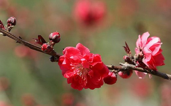 （示意圖源：互聯網） 