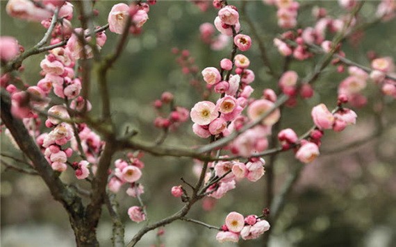 朶朶希望迎向春