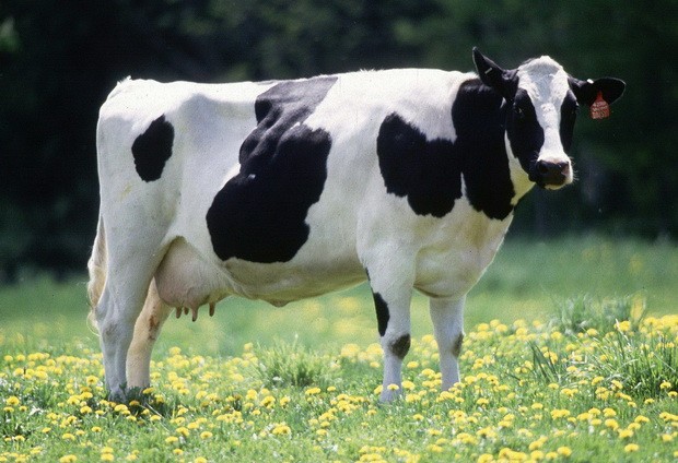 牛本性憨厚，與人關係密切 ảnh 1