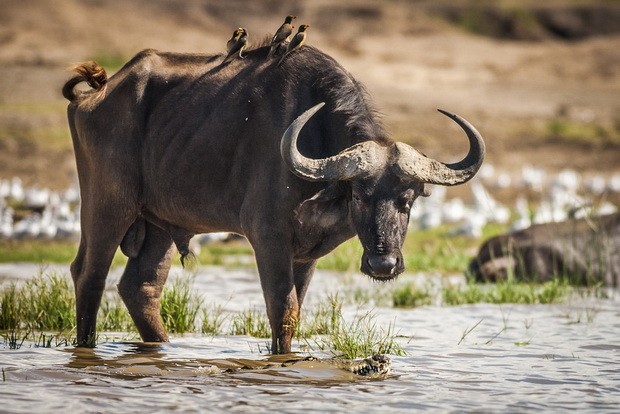 牛本性憨厚，與人關係密切 ảnh 2
