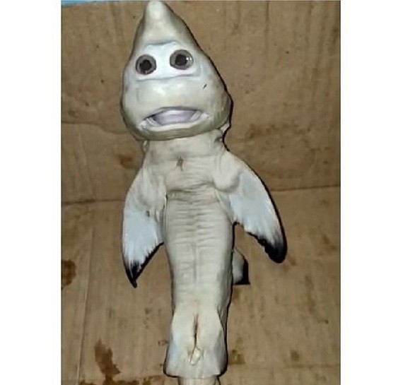 “人臉小鯊魚” 。（圖源：互聯網）