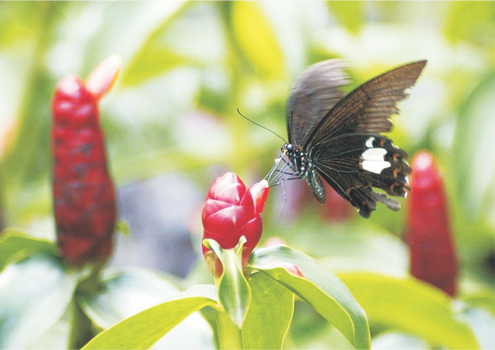 蝴蝶採花　施根強　攝