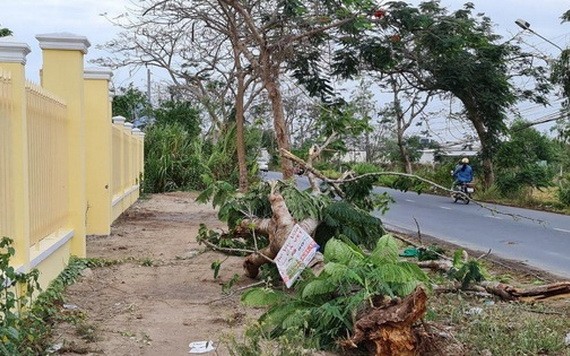 一棵鳳凰樹連根拔起壓死一名女護士。