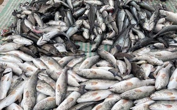 大量死魚被撈上岸。（圖源：LD）