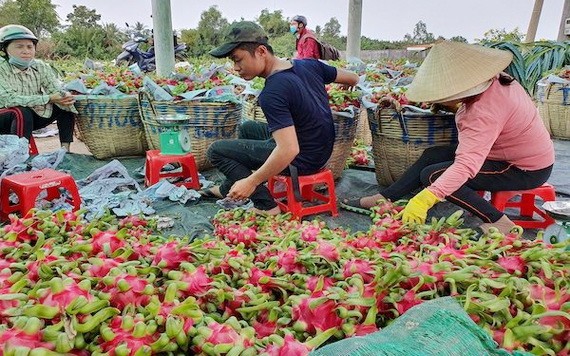 火龍果採摘後就地分類。（圖源：中正）