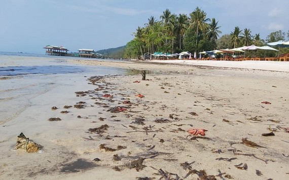 富國島海星死亡原由