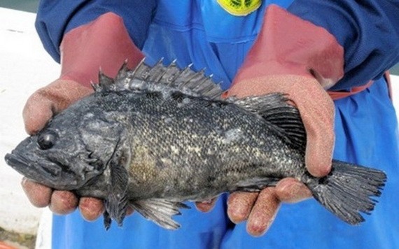 日本福島縣黑鮋檢測到放射性物質超標。（圖源：互聯網）