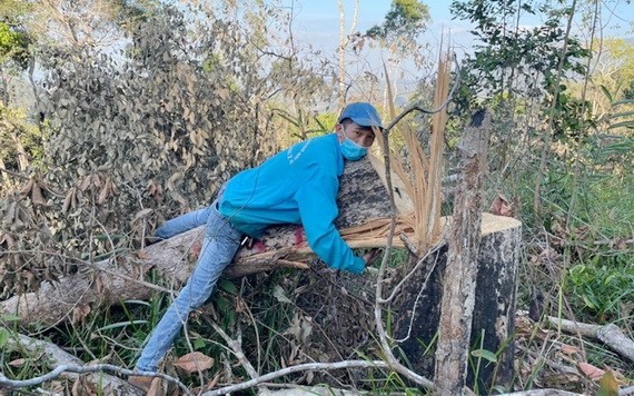 大塊面積的森林遭到大肆砍伐的現場。（圖源：T.X）