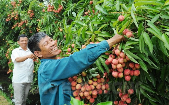海陽省荔枝在４個電商平台上架