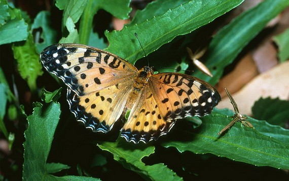 這是澳洲斐豹蛺蝶的資料照片。（圖源：新華社）