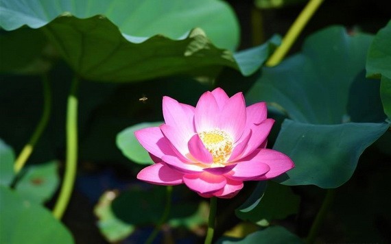 （示意圖源：互聯網） 