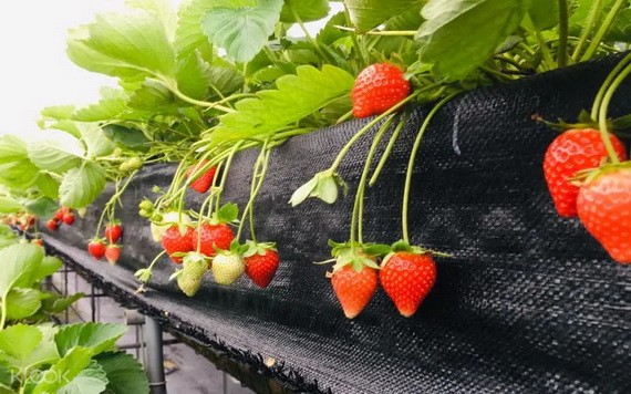 （示意圖源：互聯網） 