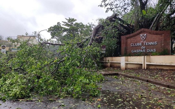 一棵大樹遭旋風吹倒。（圖源：互聯網）