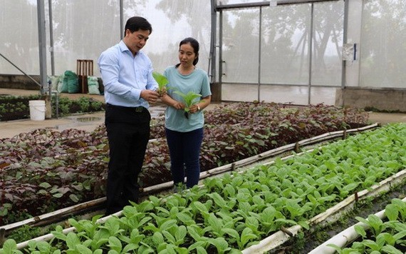 芽皮縣人委會主席趙杜鴻福（左）視察芽皮縣一高新技術無公害農業菜園。（圖源：富才）