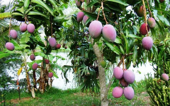 澳洲芒果園一隅。（圖源：秋莊）