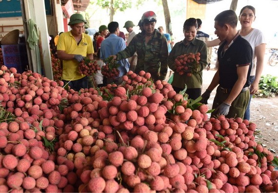 北江省農民收成荔枝後準備出售。（圖源：秋莊）