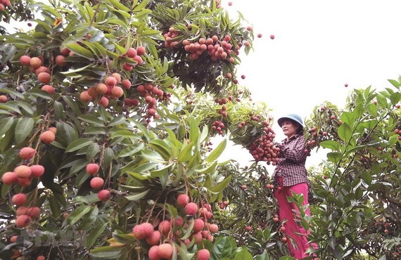 北江荔枝大豐收。（圖源：越通社）