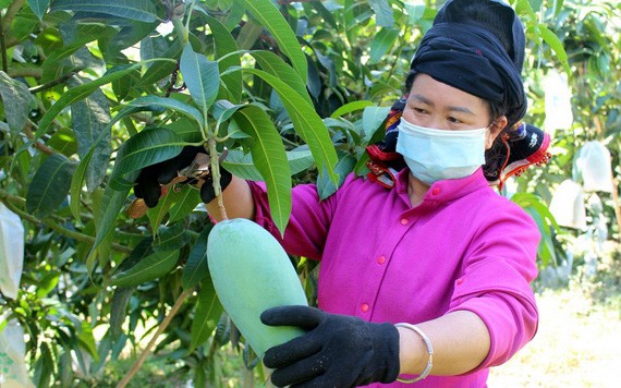 美國大幅進口我國芒果。（圖源：VOV）