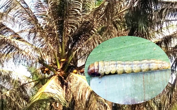 小圖為食葉類害蟲的椰子織蛾。（圖源：民越）