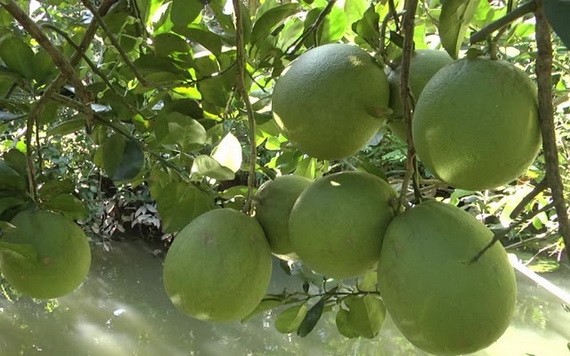 綠皮柚子果園一瞥。（圖源：秋莊）