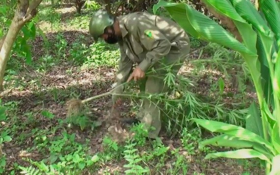 職能力量將非法種植的大麻植物拔除送去銷毀。（圖源：警方提供）