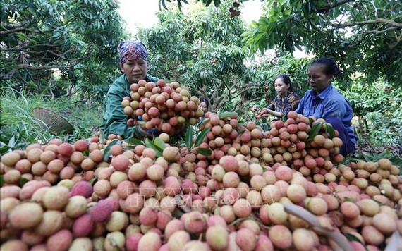 北江荔枝銷往國內外市場。（圖源：越通社）