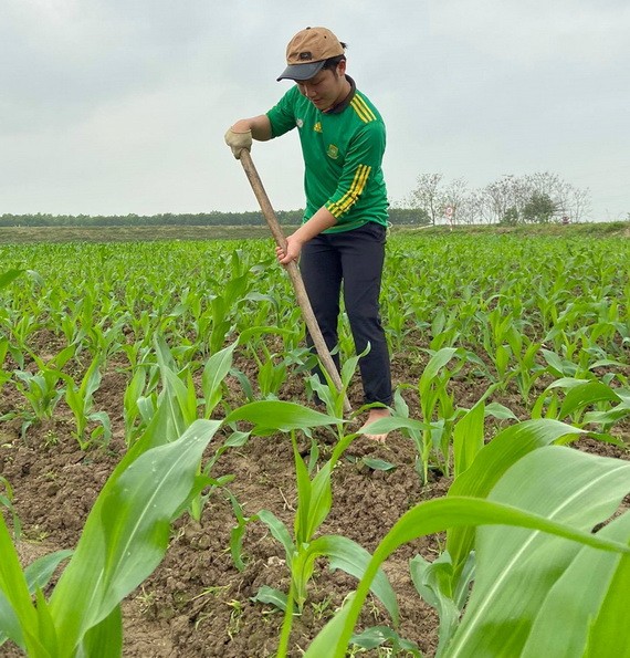 春王在疫情期間回鄉幹農活。
